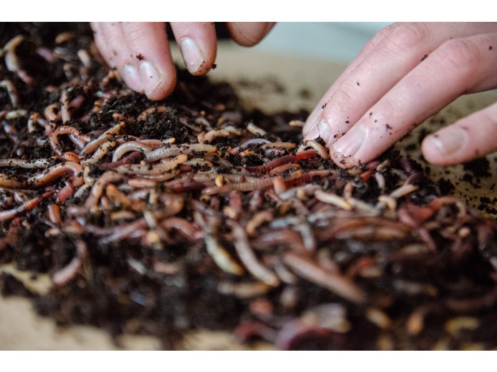Kalifornské dážďovky na Happyterra.sk násada cena 